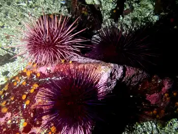 Red Sea Urchins