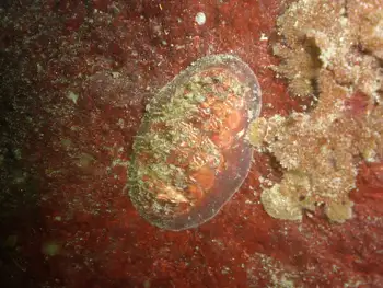 white lined chiton