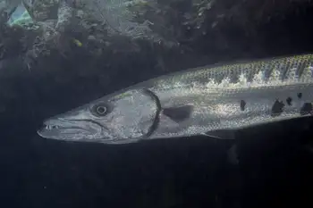 Barracuda