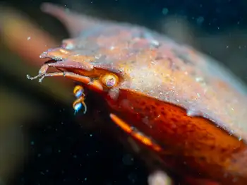 Northern Kelp Crab