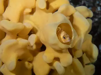 Cloud Sponge and Rockfish