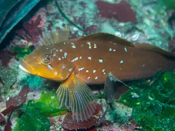 kelp greenling