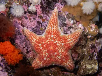 leather star