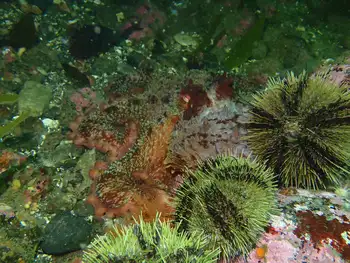 Giant Pacific Octopus