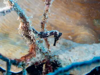 longsnout seahorse