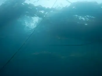 Dive Site
