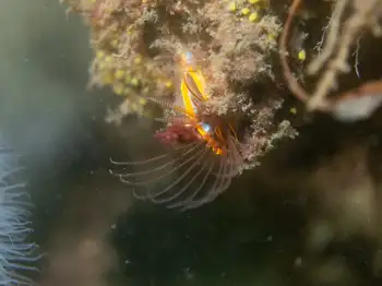 Giant Acorn Barnacle