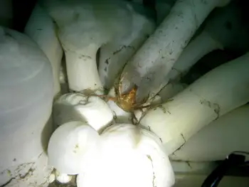Sharp Nosed Crab