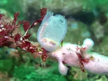 transparent sea squirt tunicate