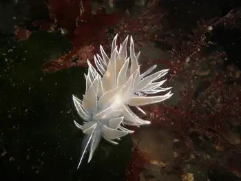 Alabaster Nudibranch