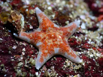 Leather Star