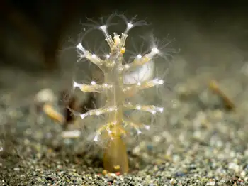 Ptilosarcus gurneyi Sea Pen