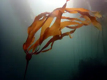 Bull Kelp