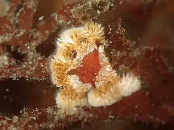 coral bryozoan
