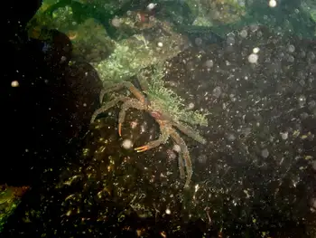 Northern Kelp Crab