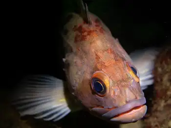 Brown Rockfish