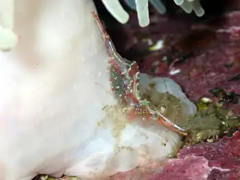elegant coastal shrimp