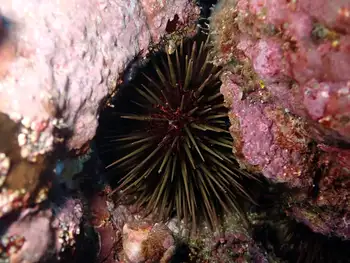 brown sea urchin