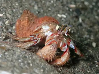 Blackeyed Hermit Crab and Zoanthids