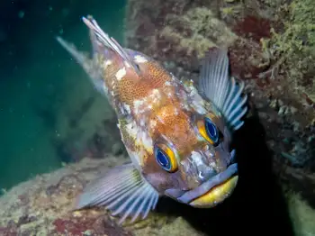 Copper Rockfish