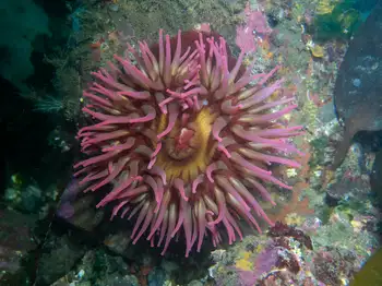 Fish Eating Anemone