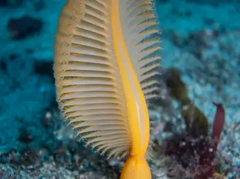 Ptilosarcus gurneyi Sea Pen