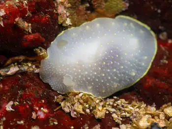 Yellow Margin Dorid