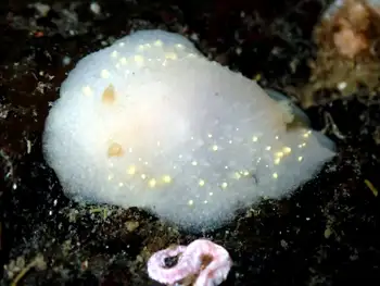 white rimmed nudibranch