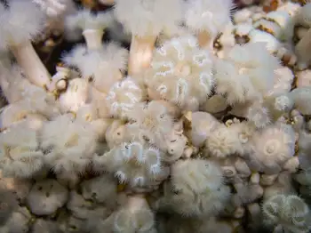 Metridium Anemones