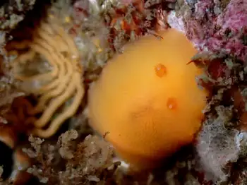 Red Sponge Dorid and Red Sponge Dorid Eggs