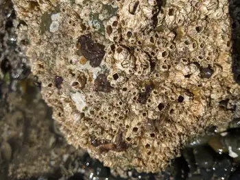 California Flatworms and Common Acorn Barnacles