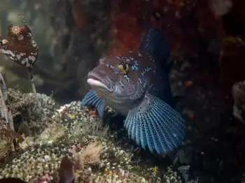 Male Kelp Greenling