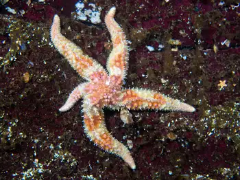 Rainbow Star