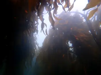 Bull Kelp