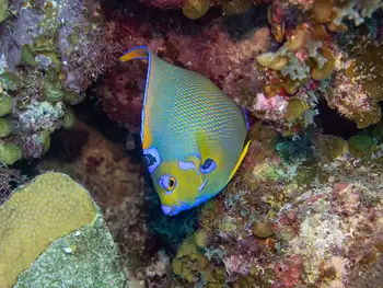 Queen Angel Fish