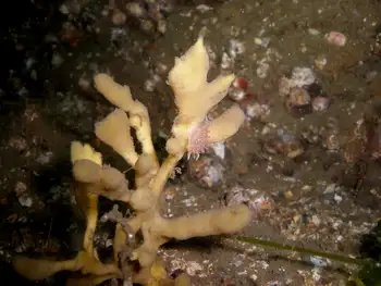 Tough Yellow Branching Sponge and Red Flabellina Nudibranch