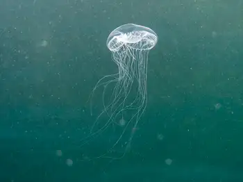 water jelly