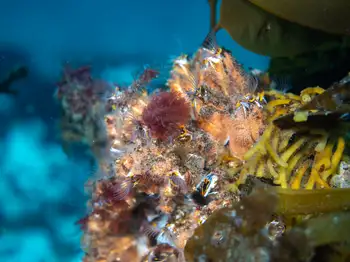Giant Acorn Barnacles