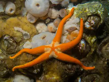 Armpit Blood Star