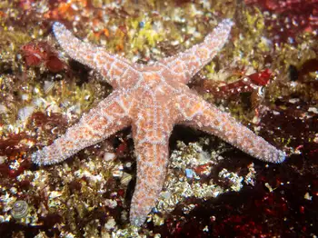 Ochre Star