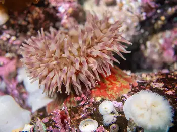 Painted Anemone