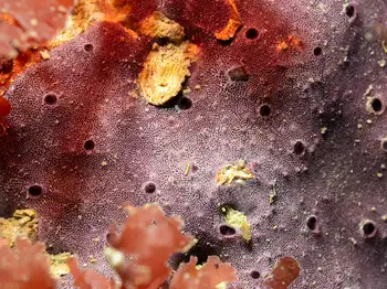 Encrusting Sponge