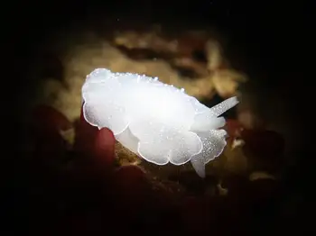 california berthella