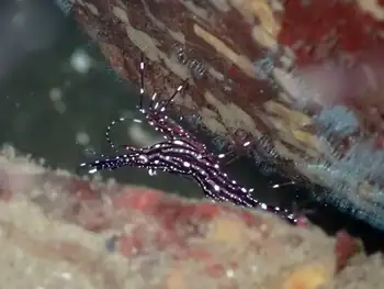 sparkling shrimp