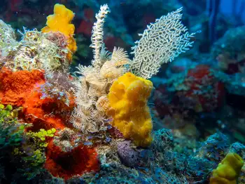 Feather Duster Worms