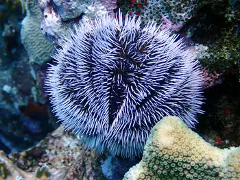 west indian sea egg urchin