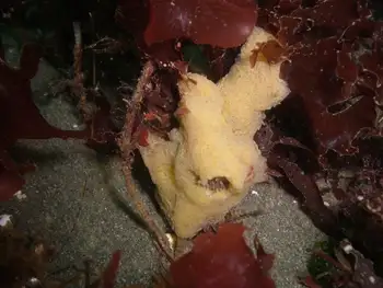 Bristly Yellow Clump Sponge