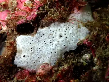 Pacific White Crust Tunicate