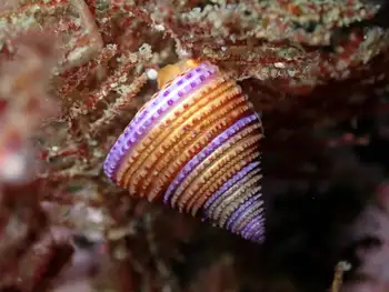 Purple Ringed Top Snail