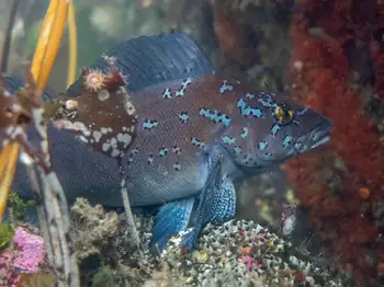 Male Kelp Greenling